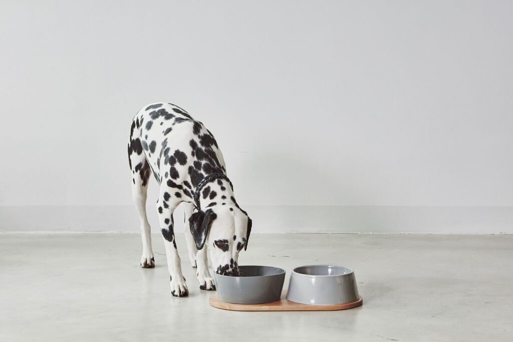 gamelle-porcelaine-chien-doppio-kasibe-miacara-gris